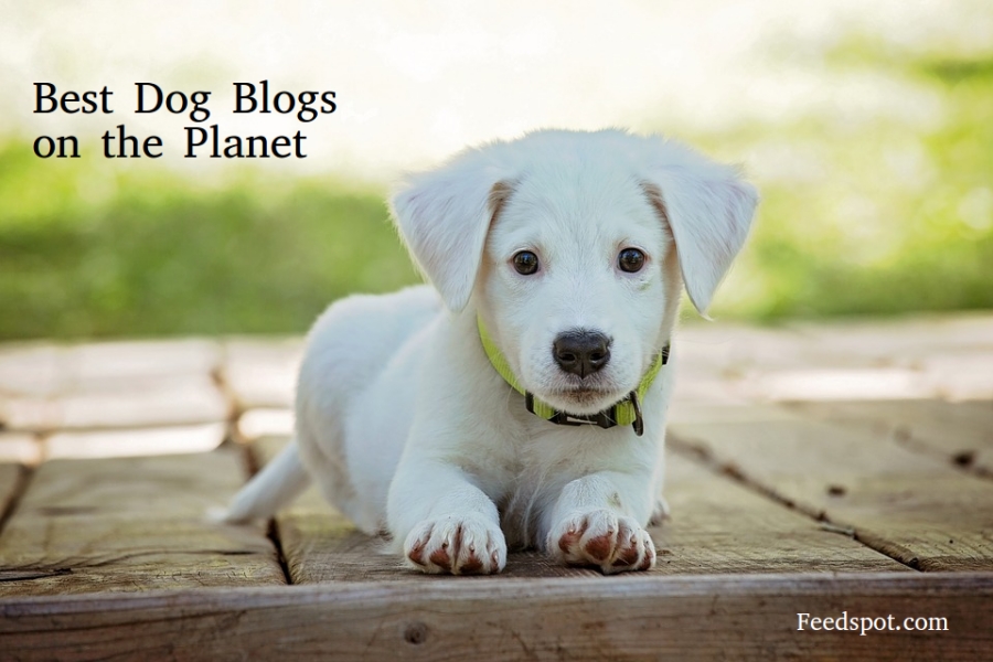 100 Best Dog Blogs You Must Follow in 2024