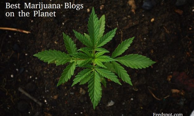 Marijuana Blogs