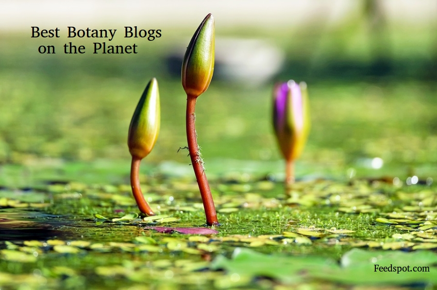 Top 60 Botany Blogs and Websites in 2022 for Botanists & Plant Scientists