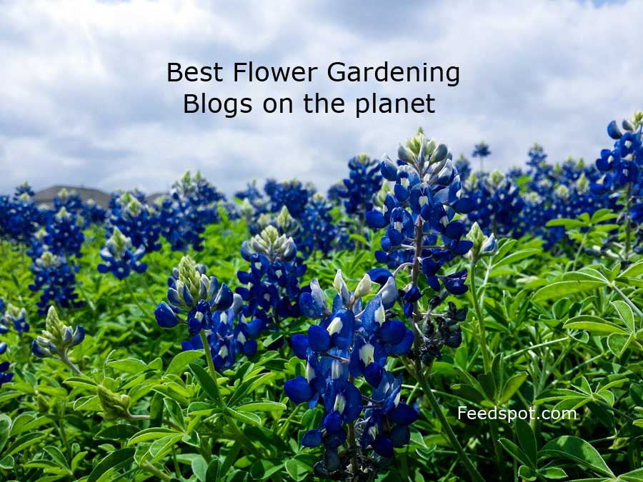 Blog jardín de flores