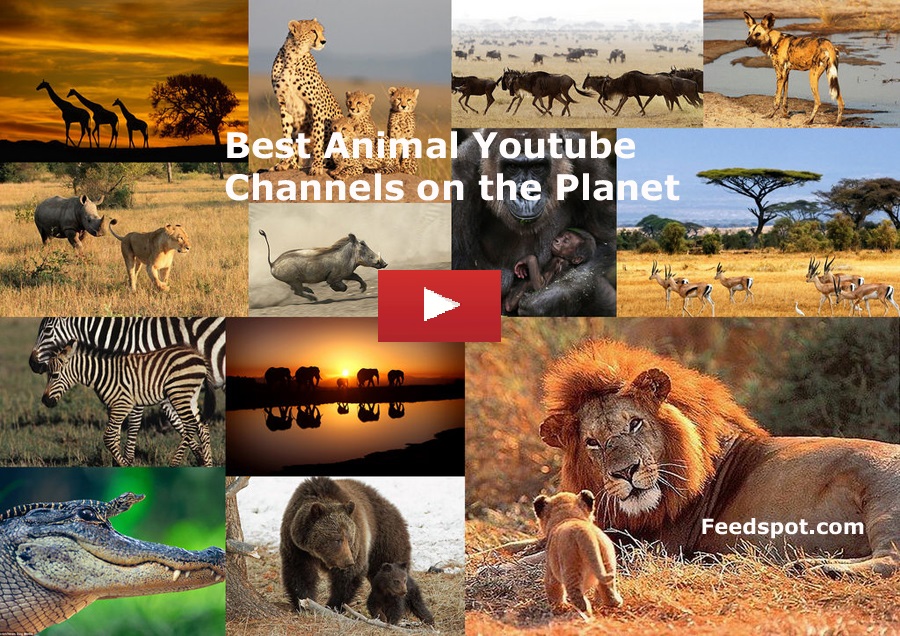 100 Animal Youtube Channels On Animal & Wildlife Videos for Animal Lovers