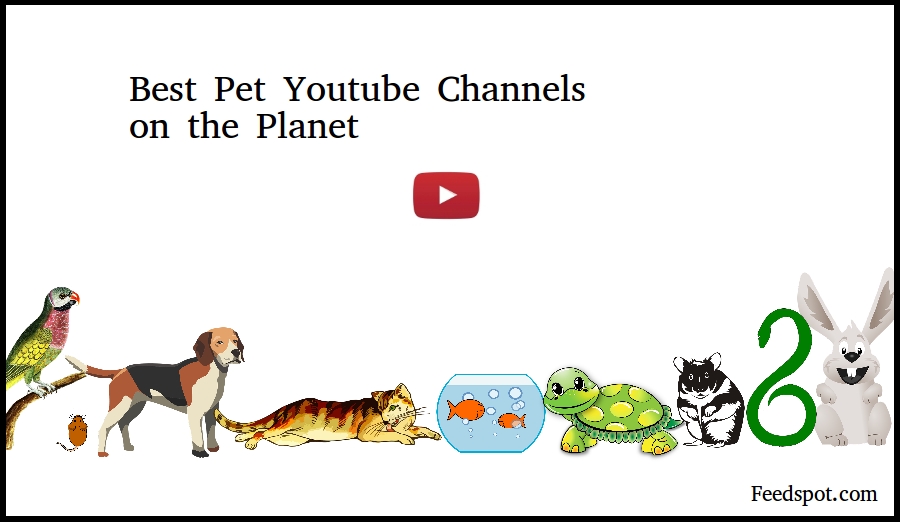 100 Pet Youtube Channels For Animal Videos of Cat, Dog, Puppies and more