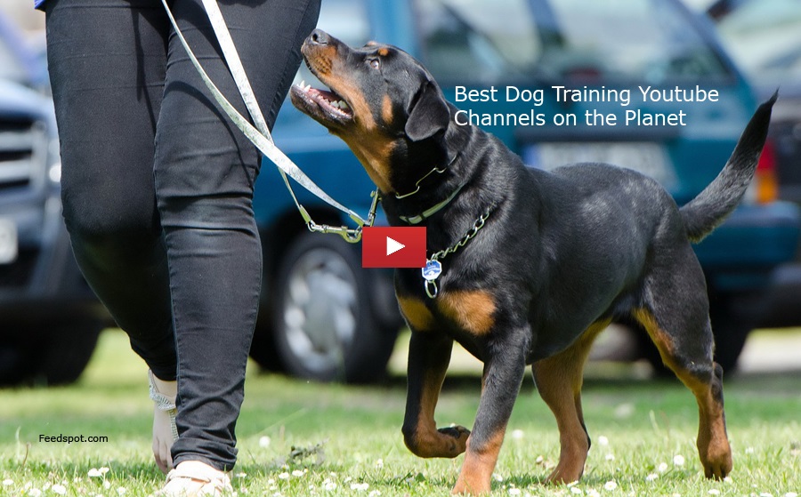 60 Dog Training Youtube Channels for Dog Owners