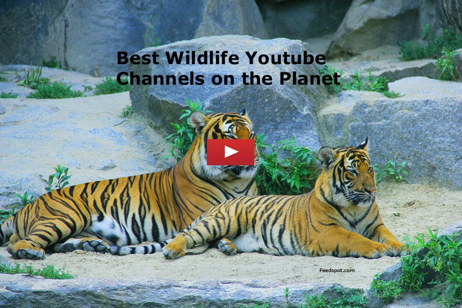 90 Wildlife Youtube Channels for Wildlife Enthusiasts