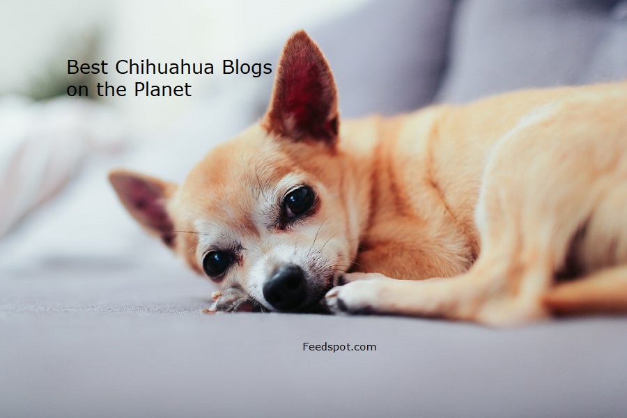 chihuahua lovers website