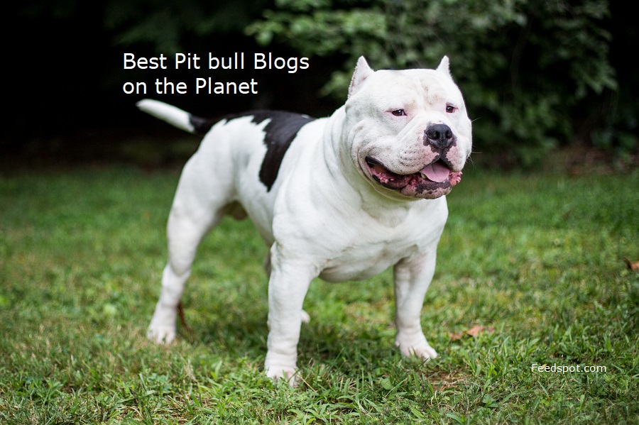 Top 20 Pit Bull Blogs and Websites for 