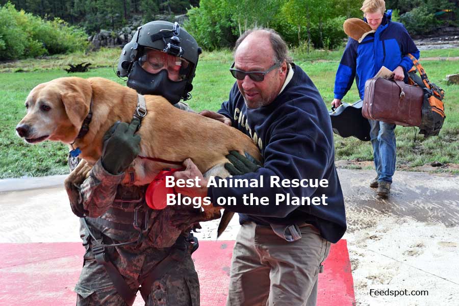 90 Best Animal Rescue Blogs and Websites To Follow in 2023