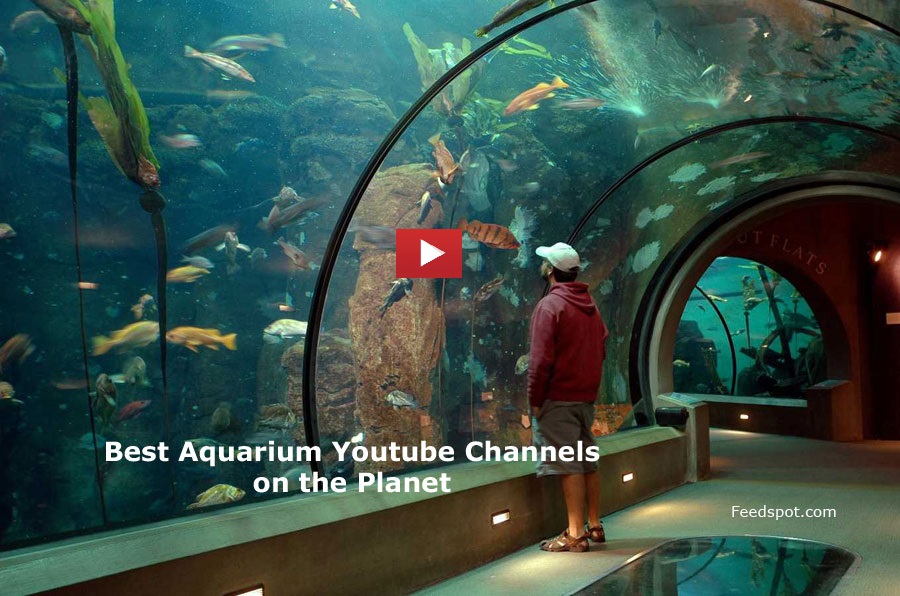 100 Aquarium Youtube Channels For Aquarists Marine Enthusiasts