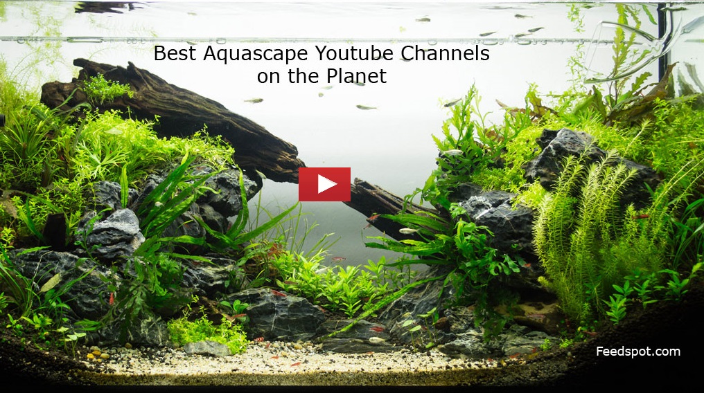 35 Aquascape Youtube Channels For Aquascaping Enthusiasts