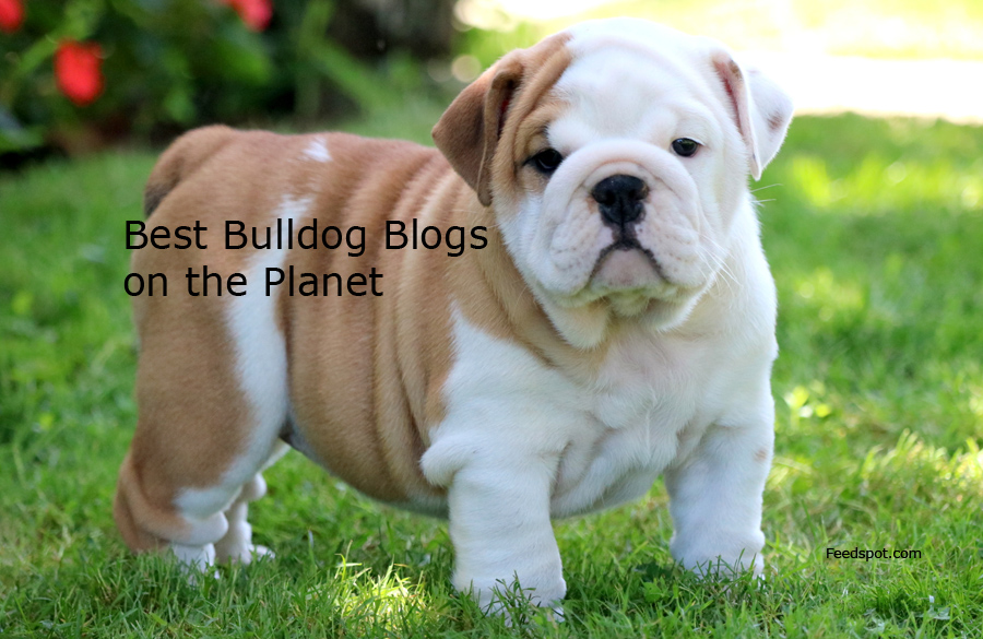 Top 25 Bulldog Blogs And Websites for Bulldog Lovers To ...