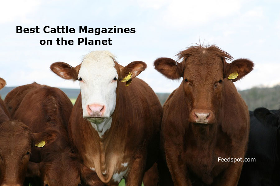 Top 20 Cattle Magazines & Publications To Follow in 2023