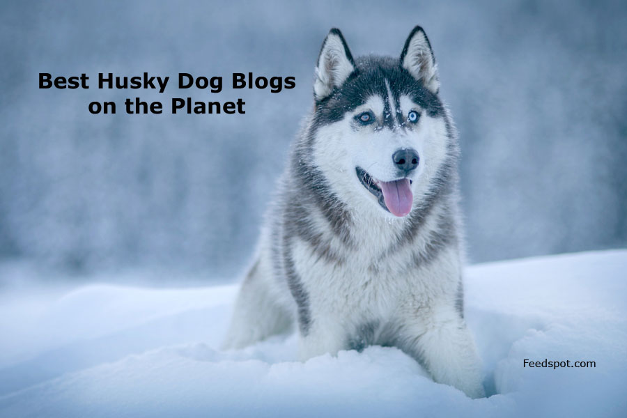 how big is the biggest siberian husky