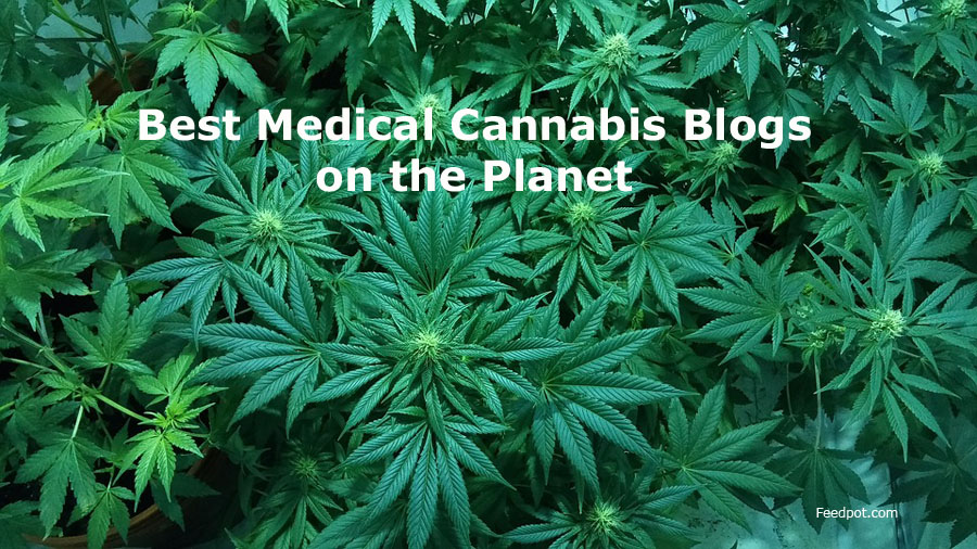 Top 13 Cannabis Marketing Blogs and Newsletters