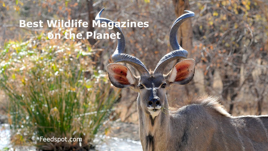 Top 10 Wildlife Magazines & Publications To Follow in 2023