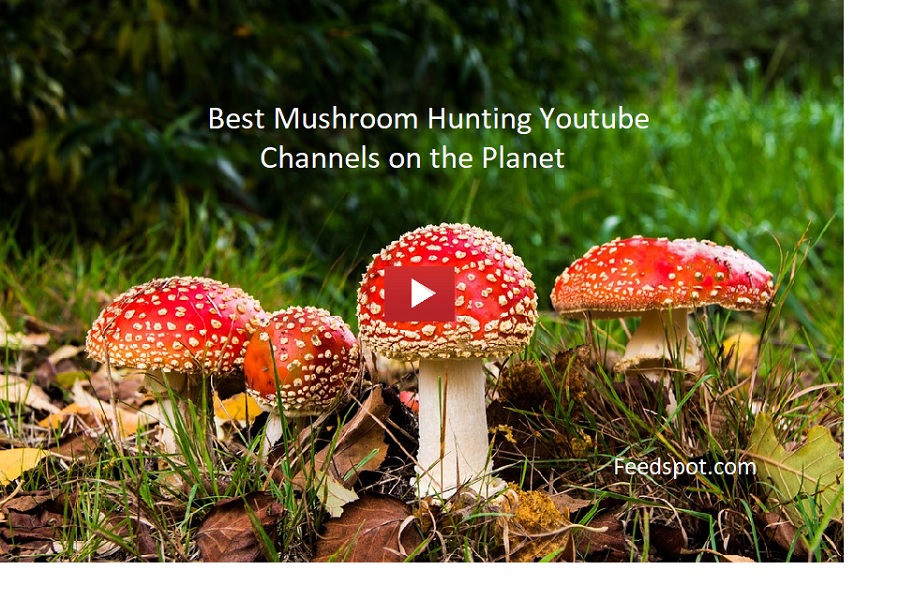 20 Mushroom Hunting Youtube Channels to Follow in 2022