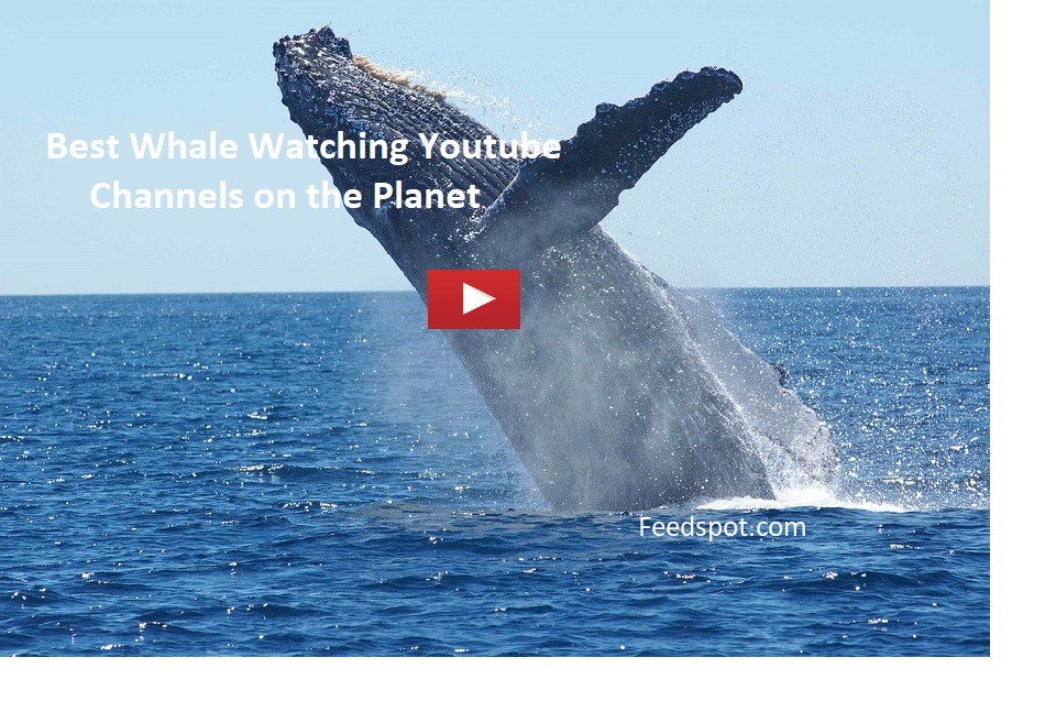 15 Whale Watching Youtube Channels to Follow in 2021