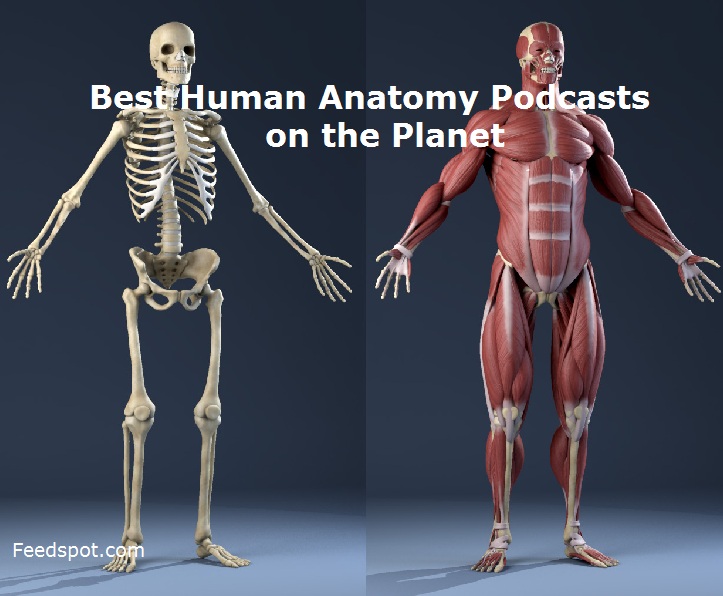 Human Bone Anatomy : MUSCLES OF THE FEMALE FIGURE—ANTERIOR VIEW : Human